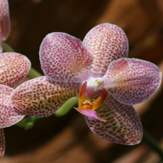 Amazing Orchids - Obrázkek zdarma pro 128x128