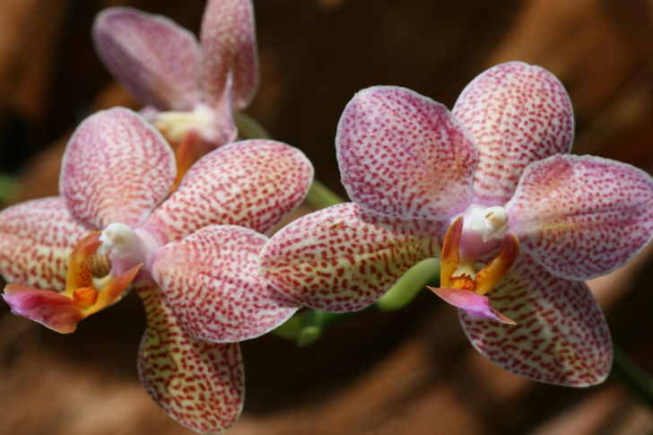 Screenshot №1 pro téma Amazing Orchids