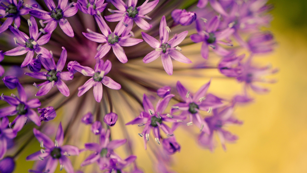 Screenshot №1 pro téma Macro Purple Flowers 1280x720