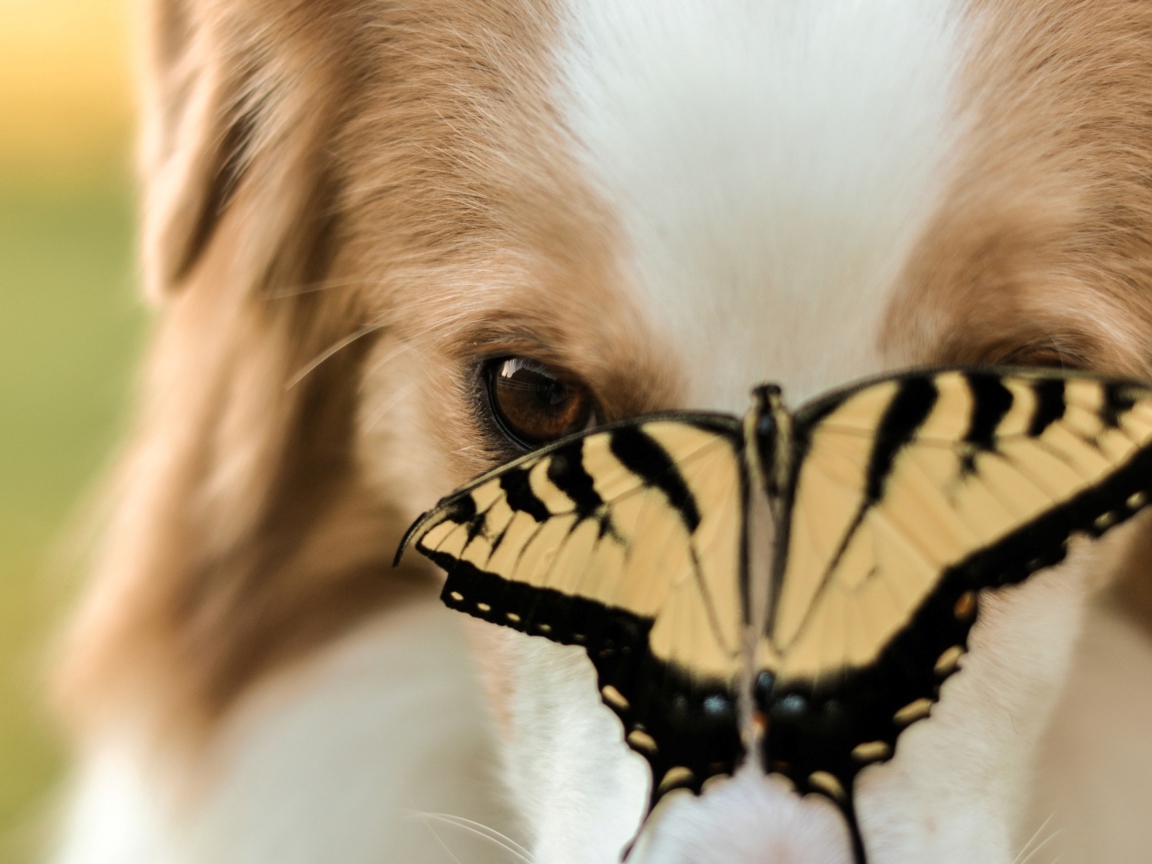 Screenshot №1 pro téma Dog And Butterfly 1152x864