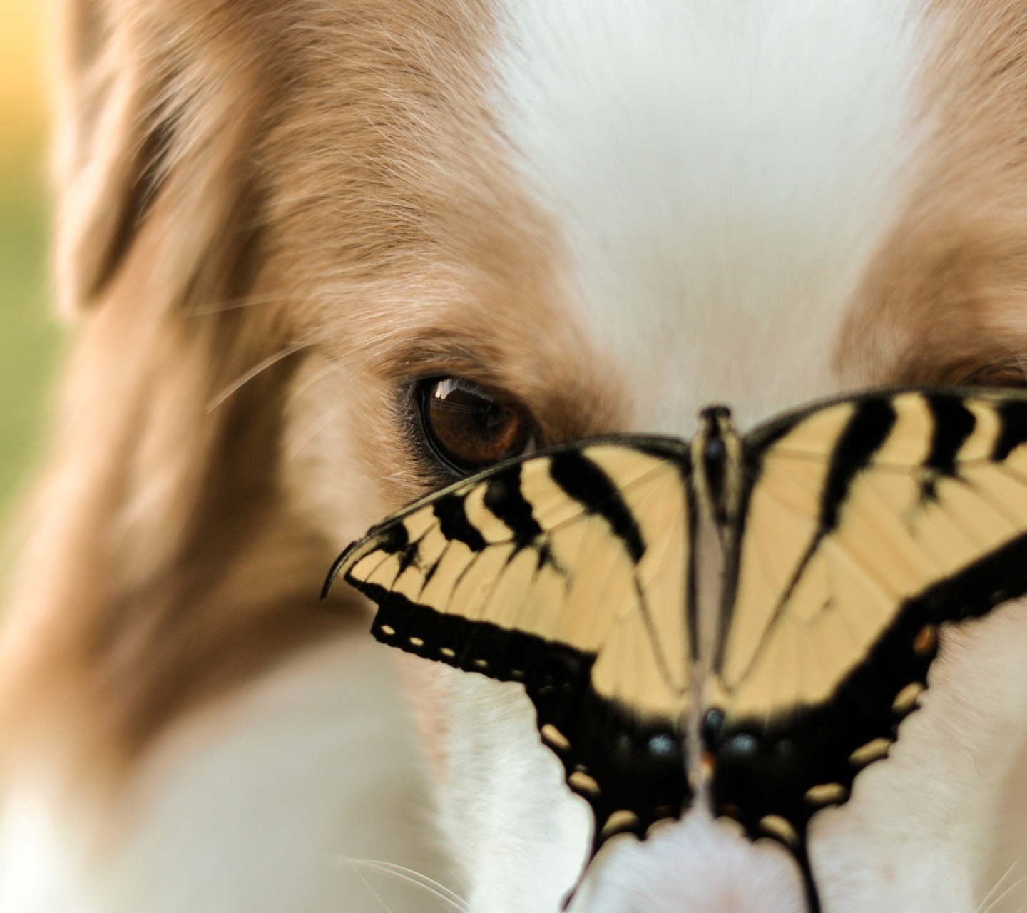 Das Dog And Butterfly Wallpaper 1440x1280