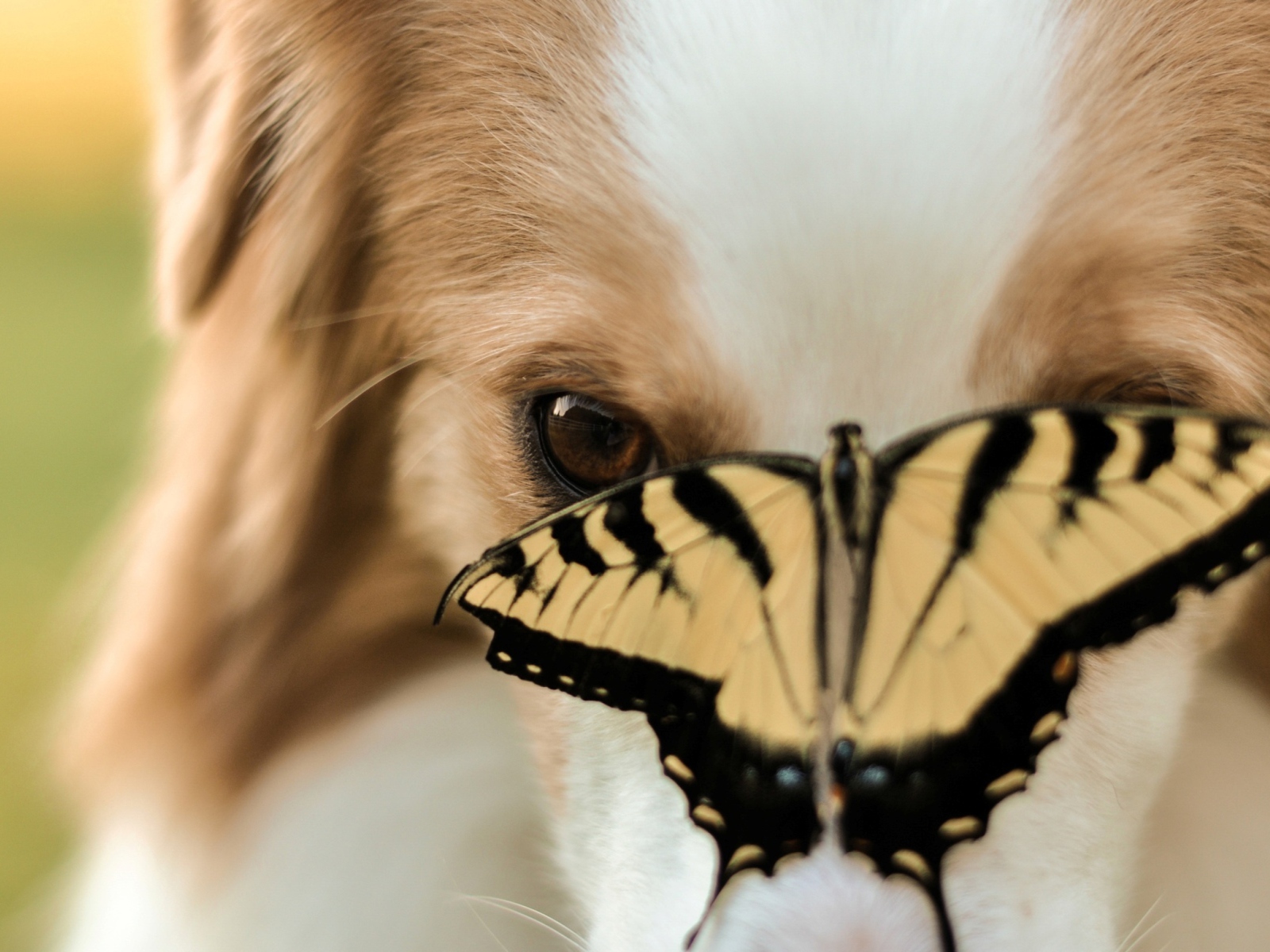 Fondo de pantalla Dog And Butterfly 1600x1200