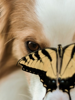 Dog And Butterfly wallpaper 240x320