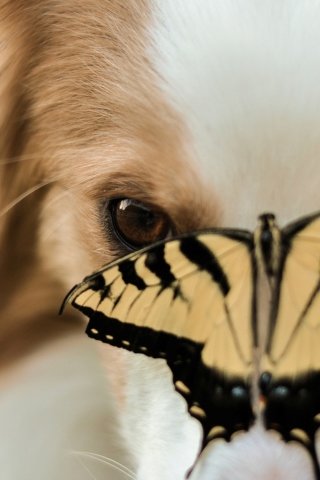 Fondo de pantalla Dog And Butterfly 320x480
