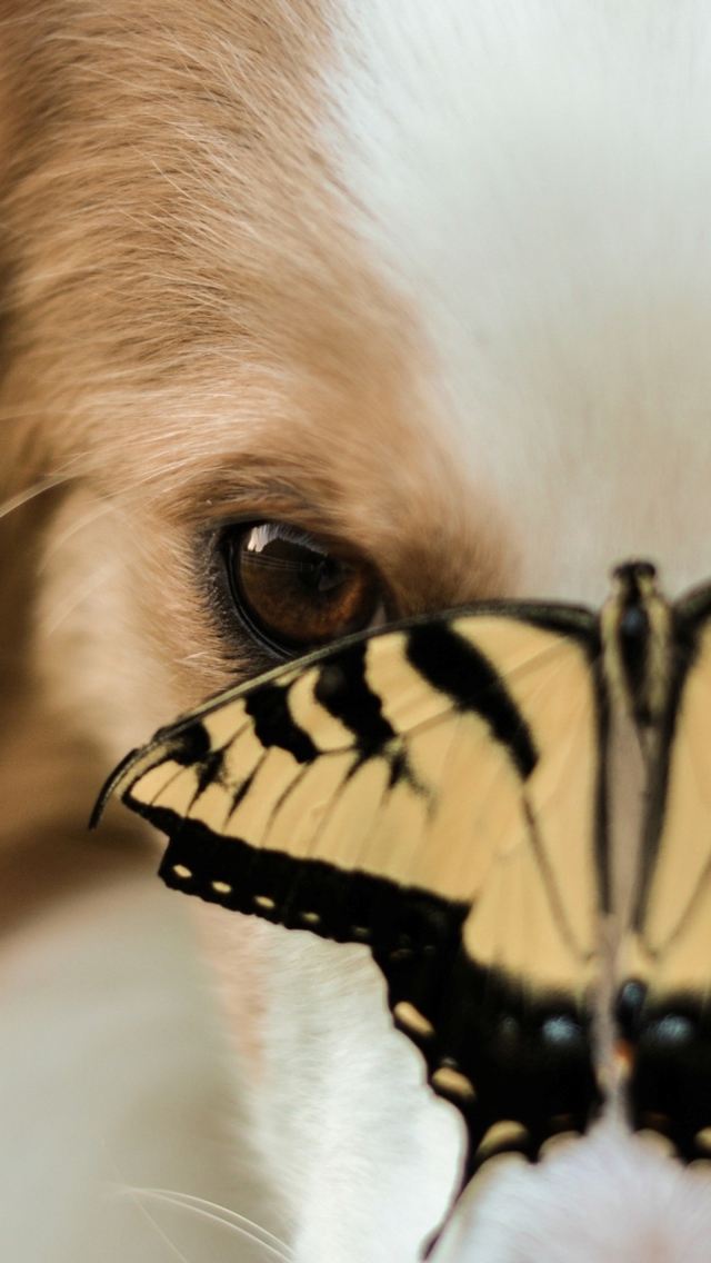 Dog And Butterfly wallpaper 640x1136