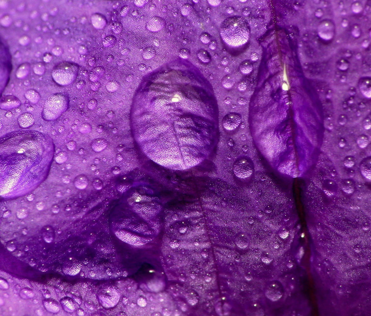 Обои Dew Drops On Violet Petals 1200x1024