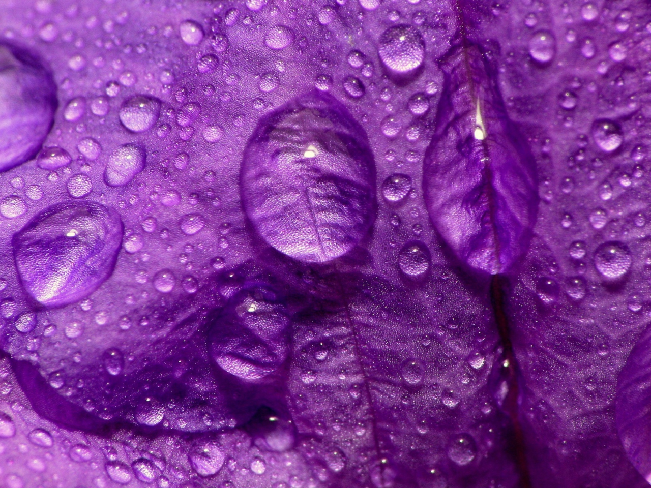 Обои Dew Drops On Violet Petals 1280x960