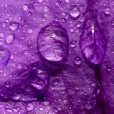 Screenshot №1 pro téma Dew Drops On Violet Petals 128x128