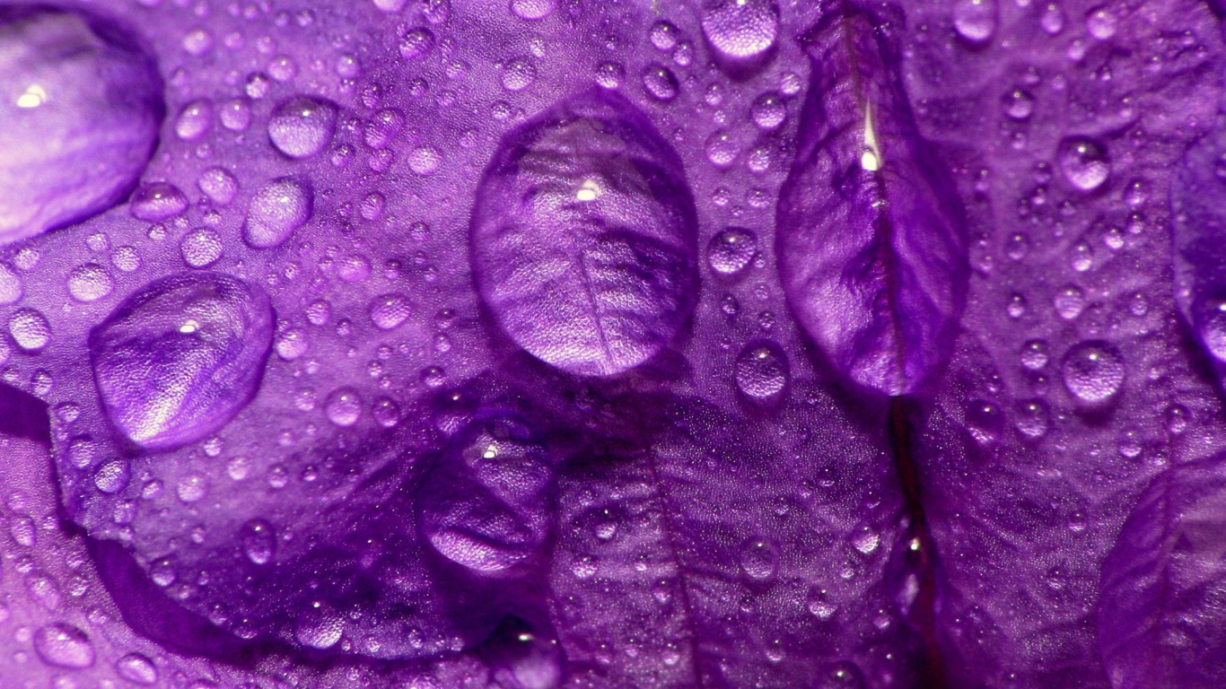 Dew Drops On Violet Petals screenshot #1 1366x768