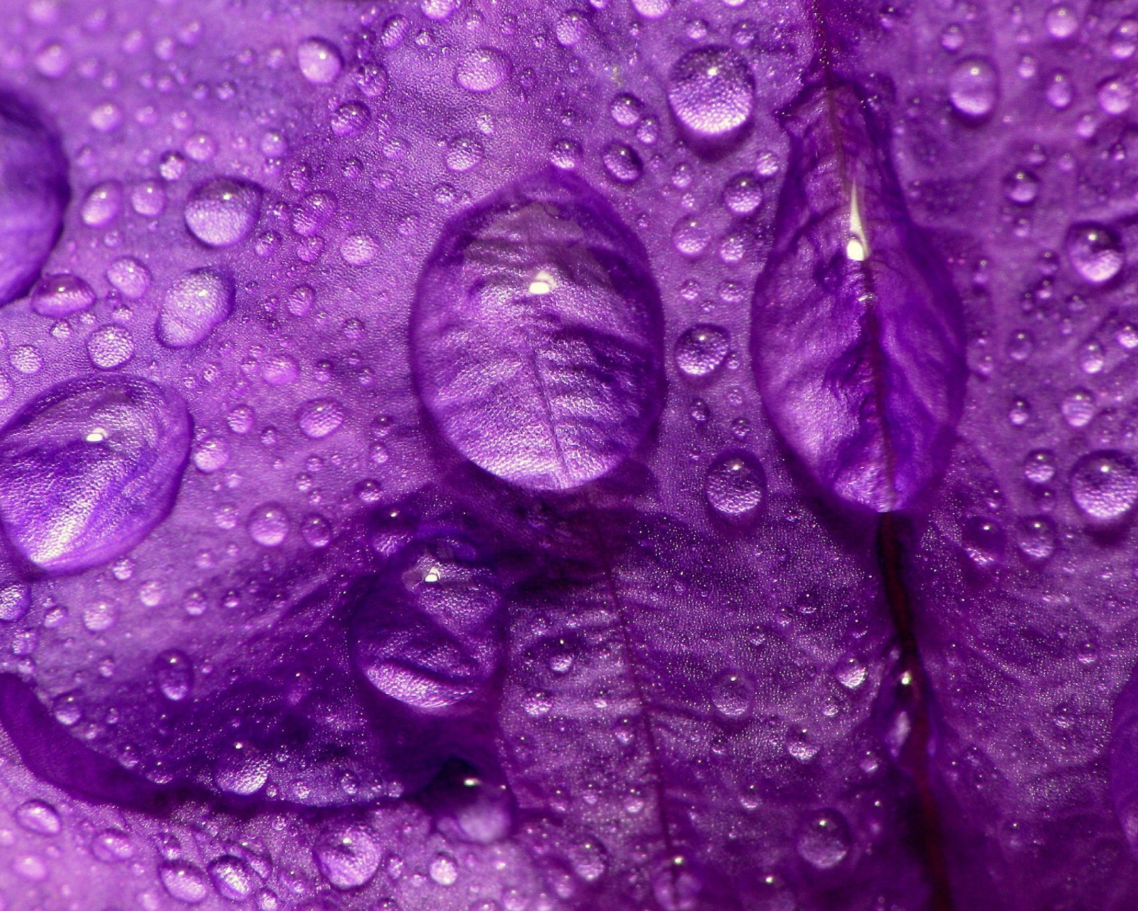 Обои Dew Drops On Violet Petals 1600x1280