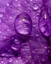 Das Dew Drops On Violet Petals Wallpaper 176x220