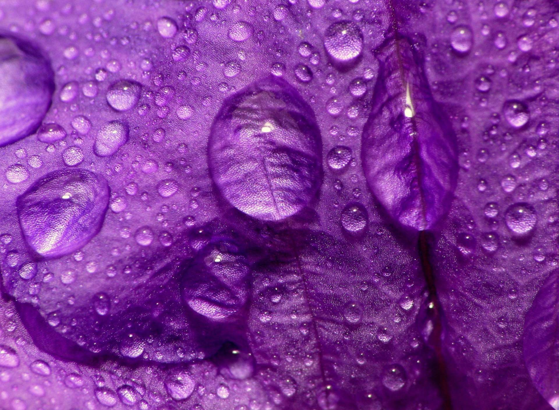 Обои Dew Drops On Violet Petals 1920x1408