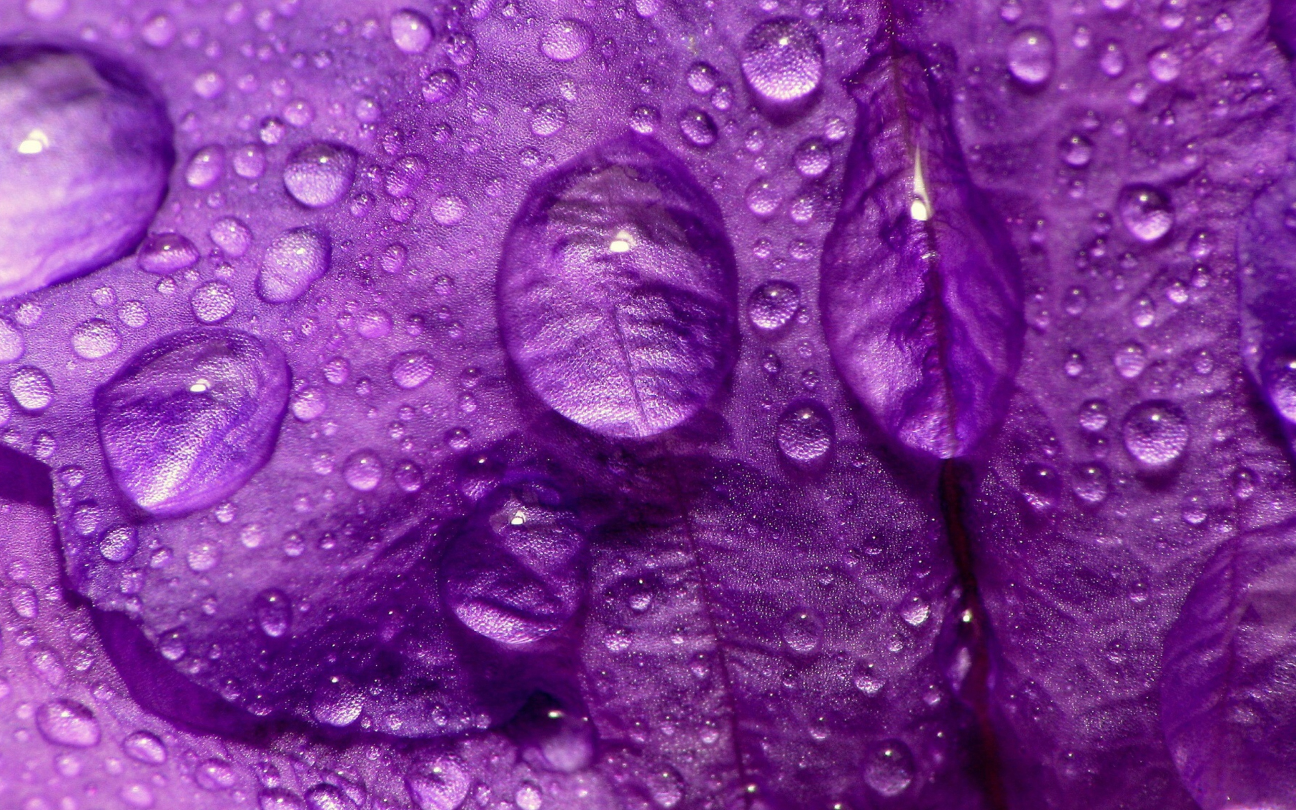 Sfondi Dew Drops On Violet Petals 2560x1600