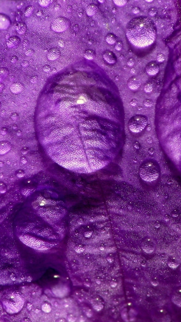 Sfondi Dew Drops On Violet Petals 360x640