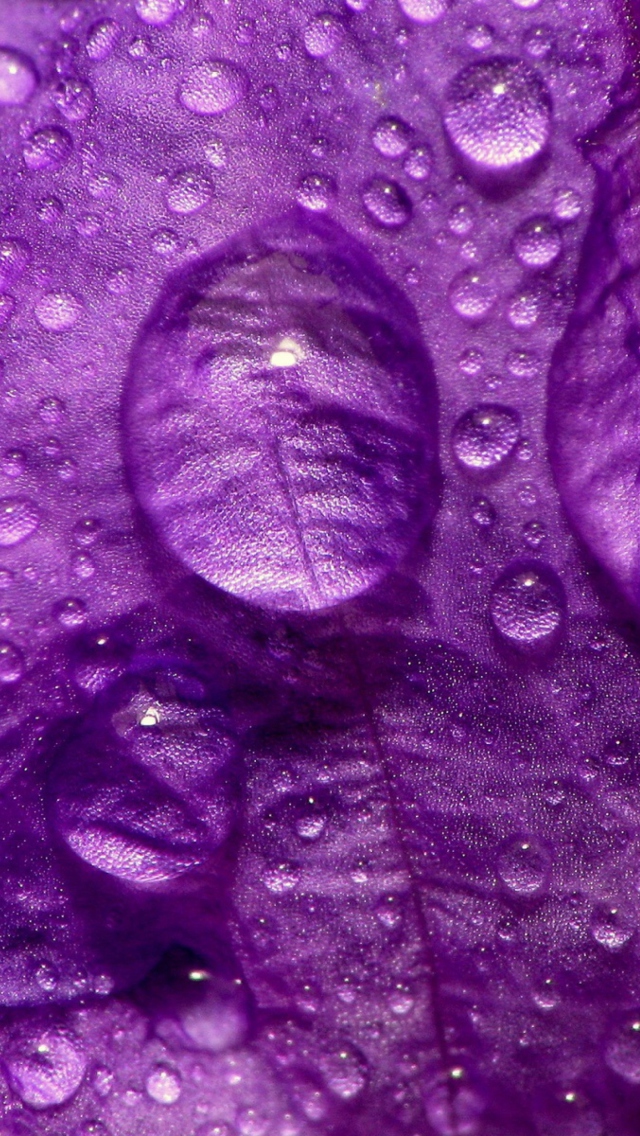 Sfondi Dew Drops On Violet Petals 640x1136