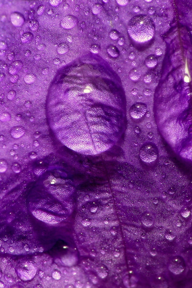 Fondo de pantalla Dew Drops On Violet Petals 640x960