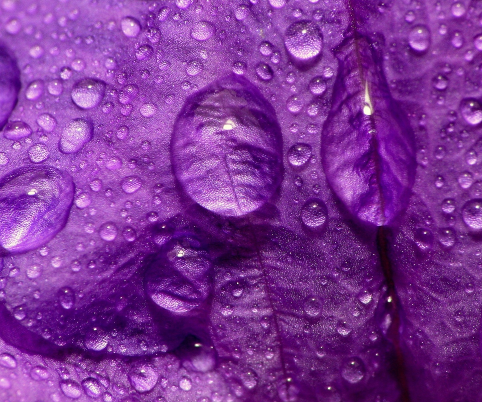 Das Dew Drops On Violet Petals Wallpaper 960x800