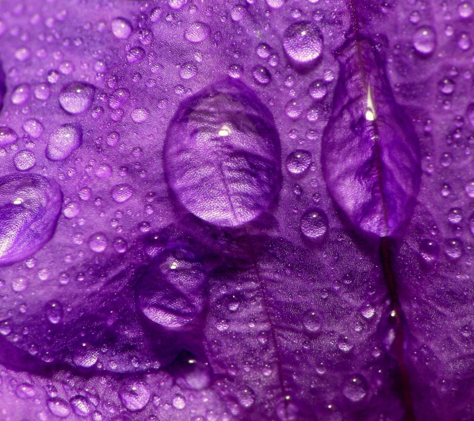 Обои Dew Drops On Violet Petals 960x854