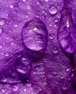 Dew Drops On Violet Petals - Obrázkek zdarma pro Nokia Asha 300