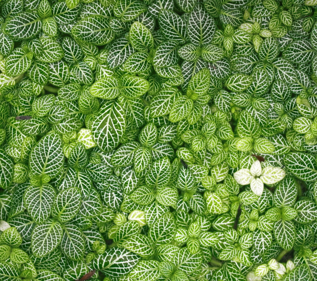 Обои Green Leaves 1080x960