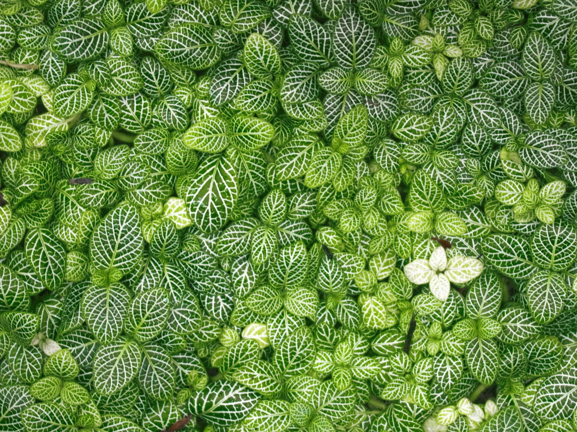Das Green Leaves Wallpaper 1152x864