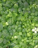 Sfondi Green Leaves 128x160