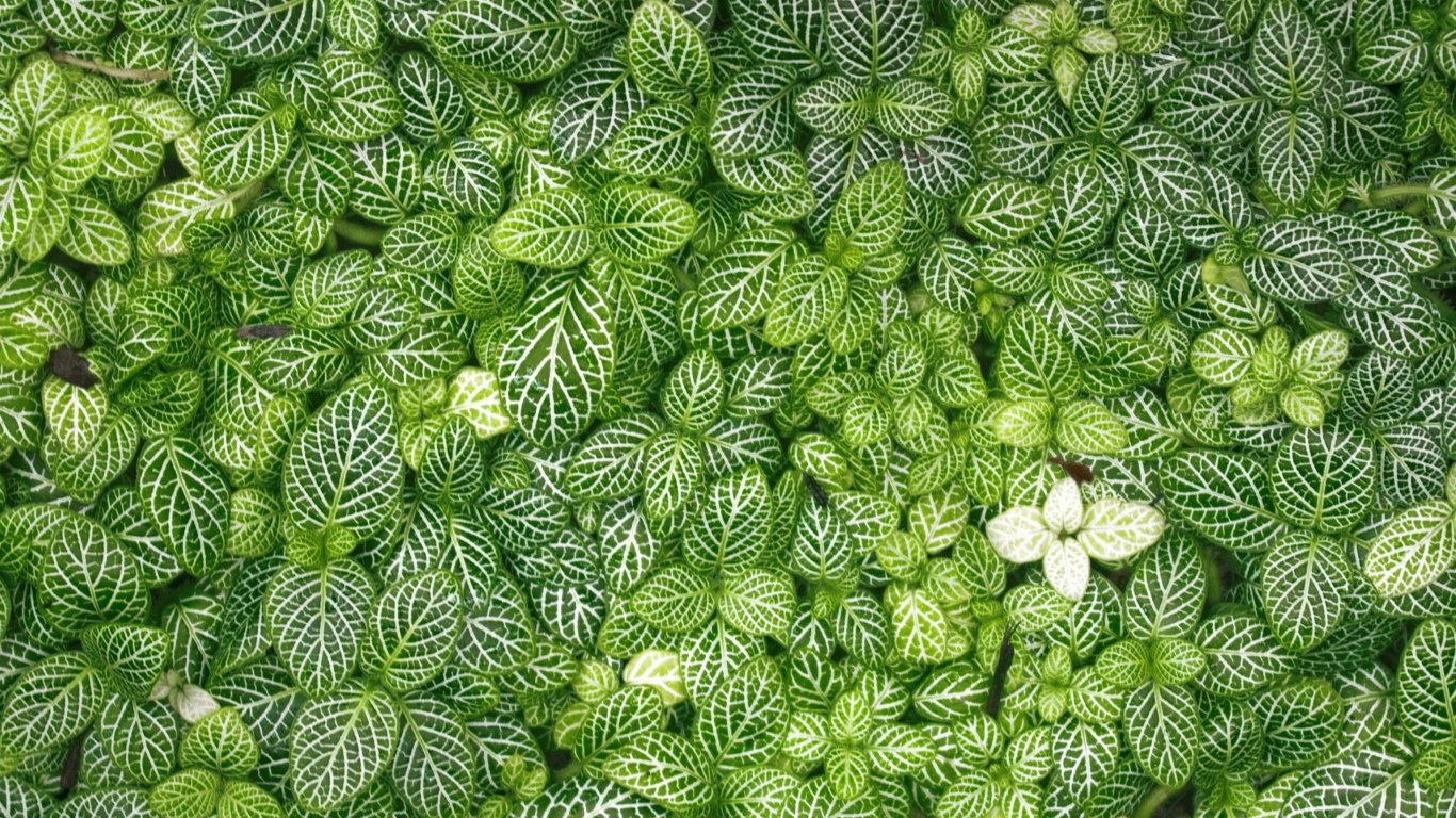 Green Leaves wallpaper 1366x768