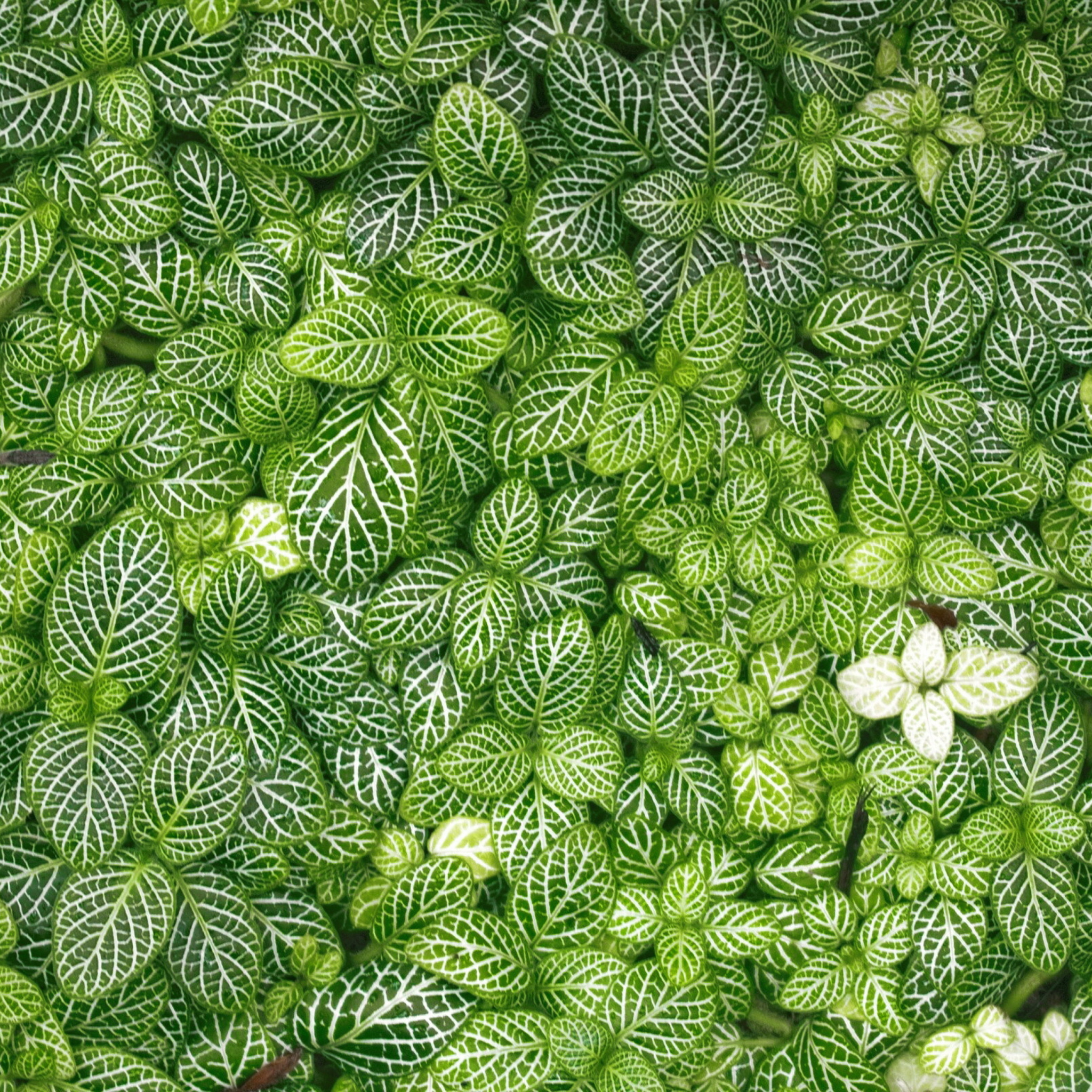 Screenshot №1 pro téma Green Leaves 2048x2048