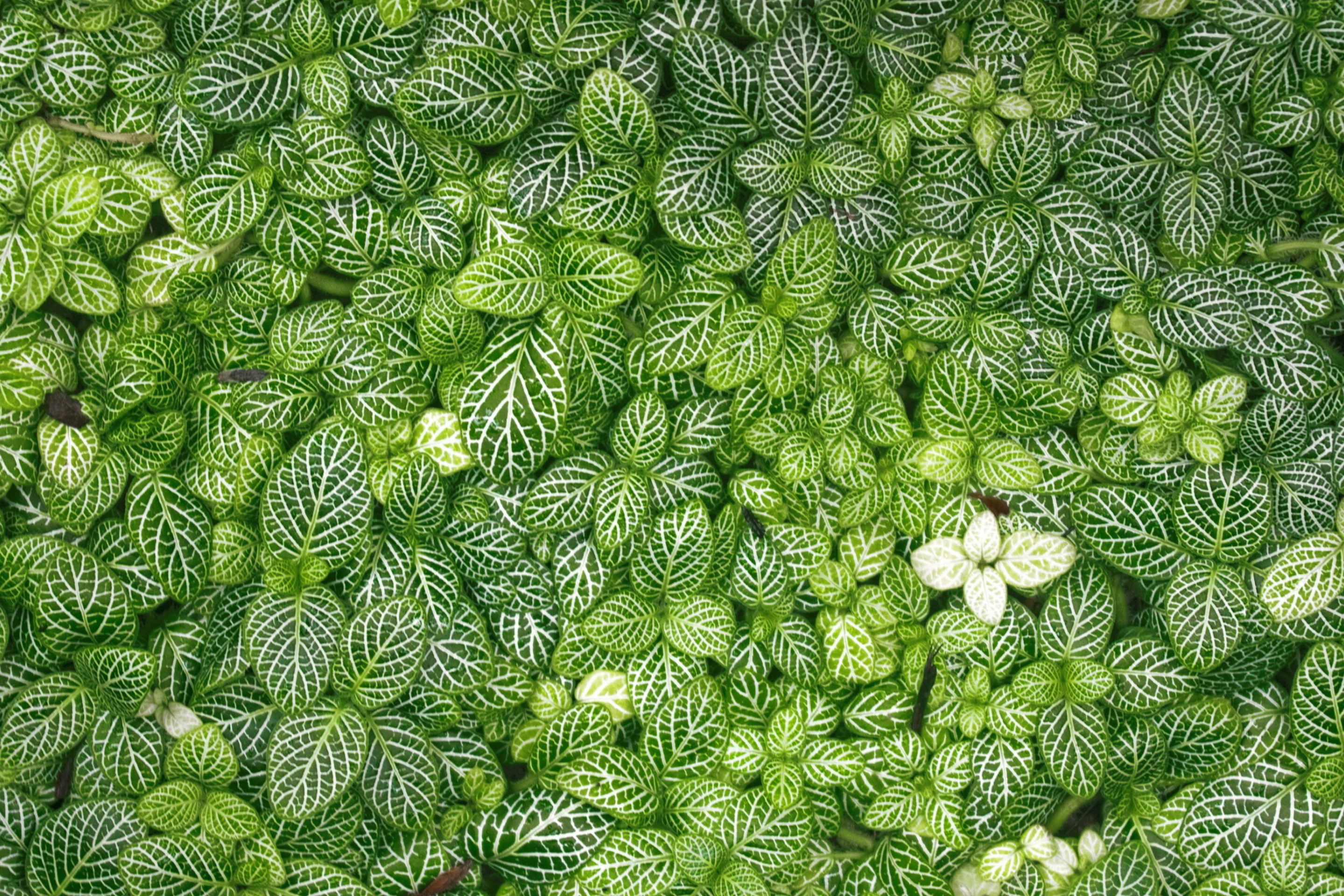 Das Green Leaves Wallpaper 2880x1920