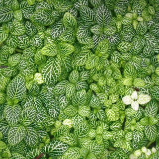 Green Leaves - Obrázkek zdarma pro 208x208