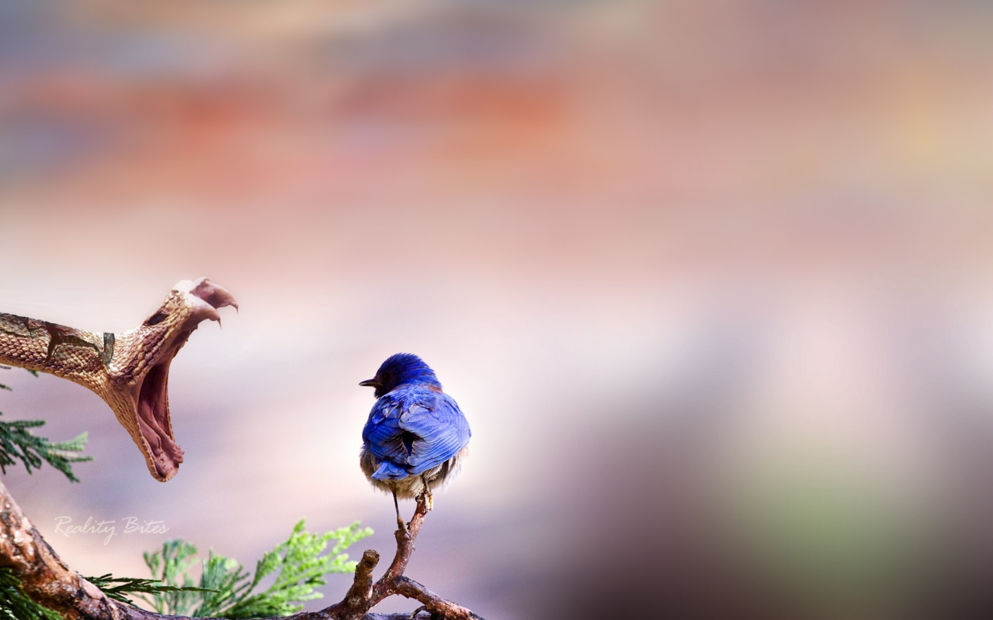 Screenshot №1 pro téma Blue Bird And Snake 1440x900