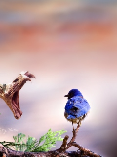 Blue Bird And Snake wallpaper 240x320