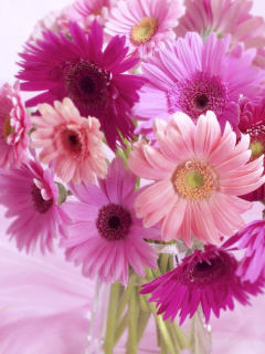 Das Gerbera Bouquet Idea Wallpaper 240x320