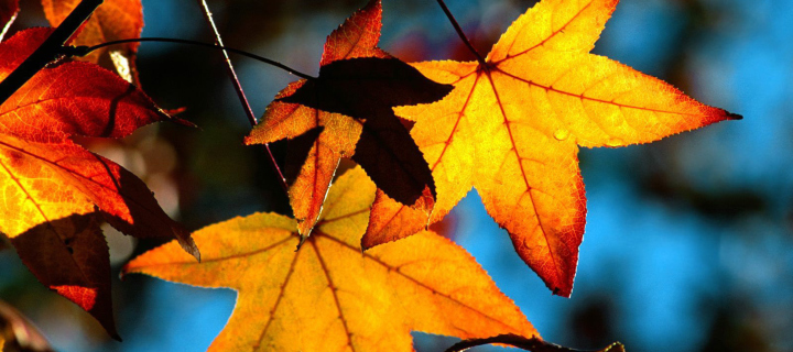 Sfondi Autumn Leaves 720x320