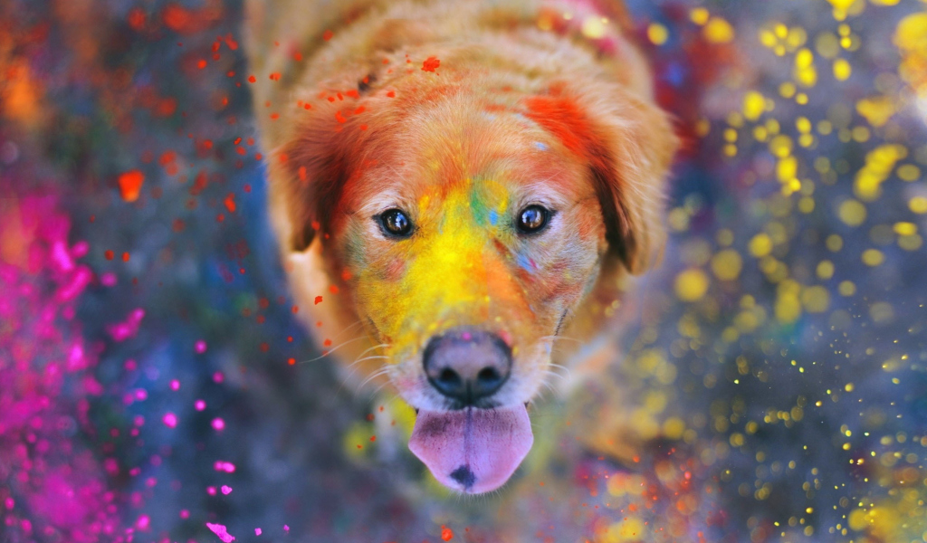 Fondo de pantalla Dog Under Colorful Rain 1024x600