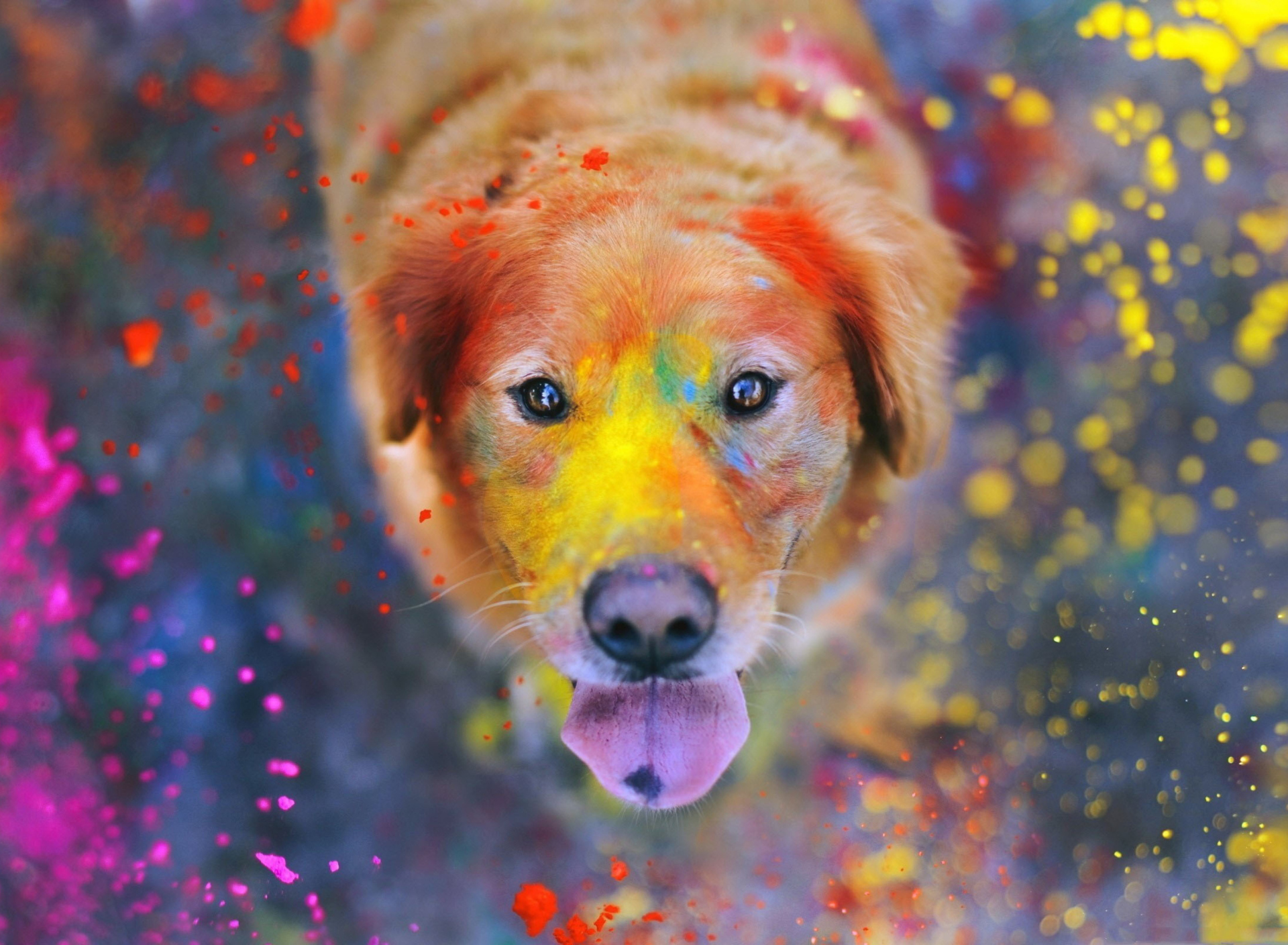 Das Dog Under Colorful Rain Wallpaper 1920x1408