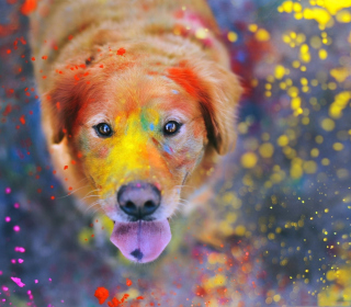 Картинка Dog Under Colorful Rain на 2048x2048