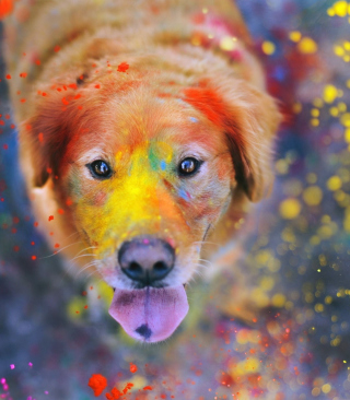 Dog Under Colorful Rain sfondi gratuiti per Nokia 5800 XpressMusic