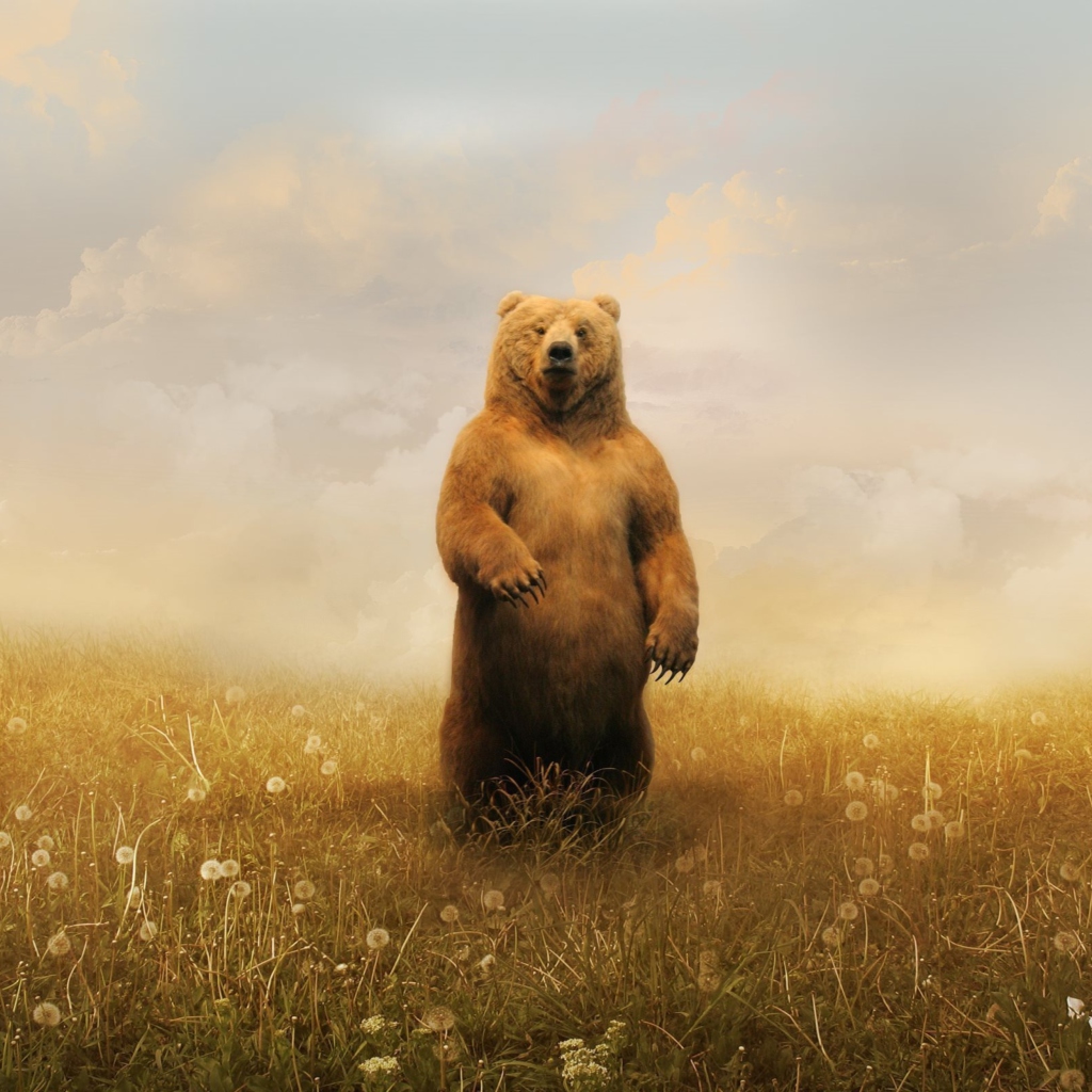 Screenshot №1 pro téma Bear On Meadow 1024x1024