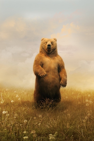 Das Bear On Meadow Wallpaper 320x480