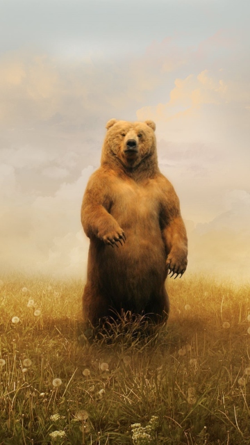 Screenshot №1 pro téma Bear On Meadow 360x640