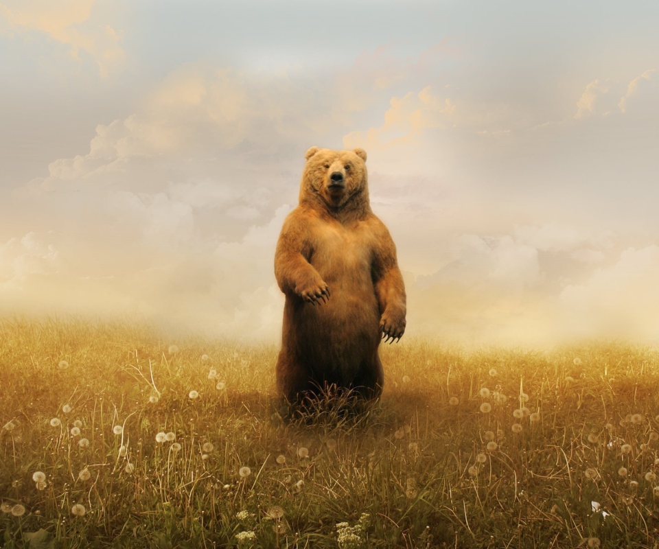 Screenshot №1 pro téma Bear On Meadow 960x800