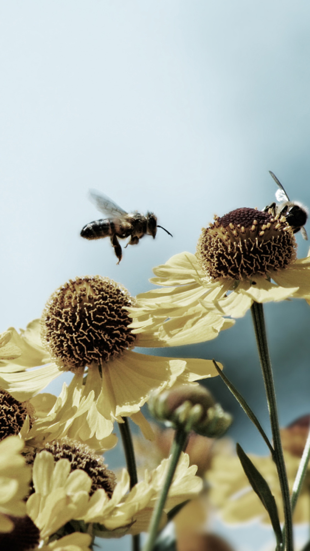 Fondo de pantalla Bees Buster 640x1136