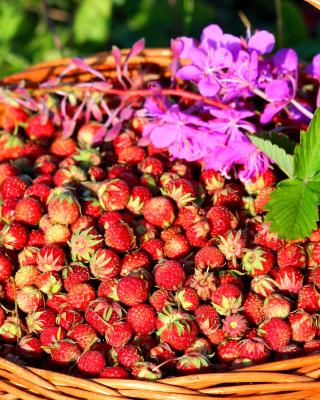 Wild Strawberry - Obrázkek zdarma pro Nokia Asha 305