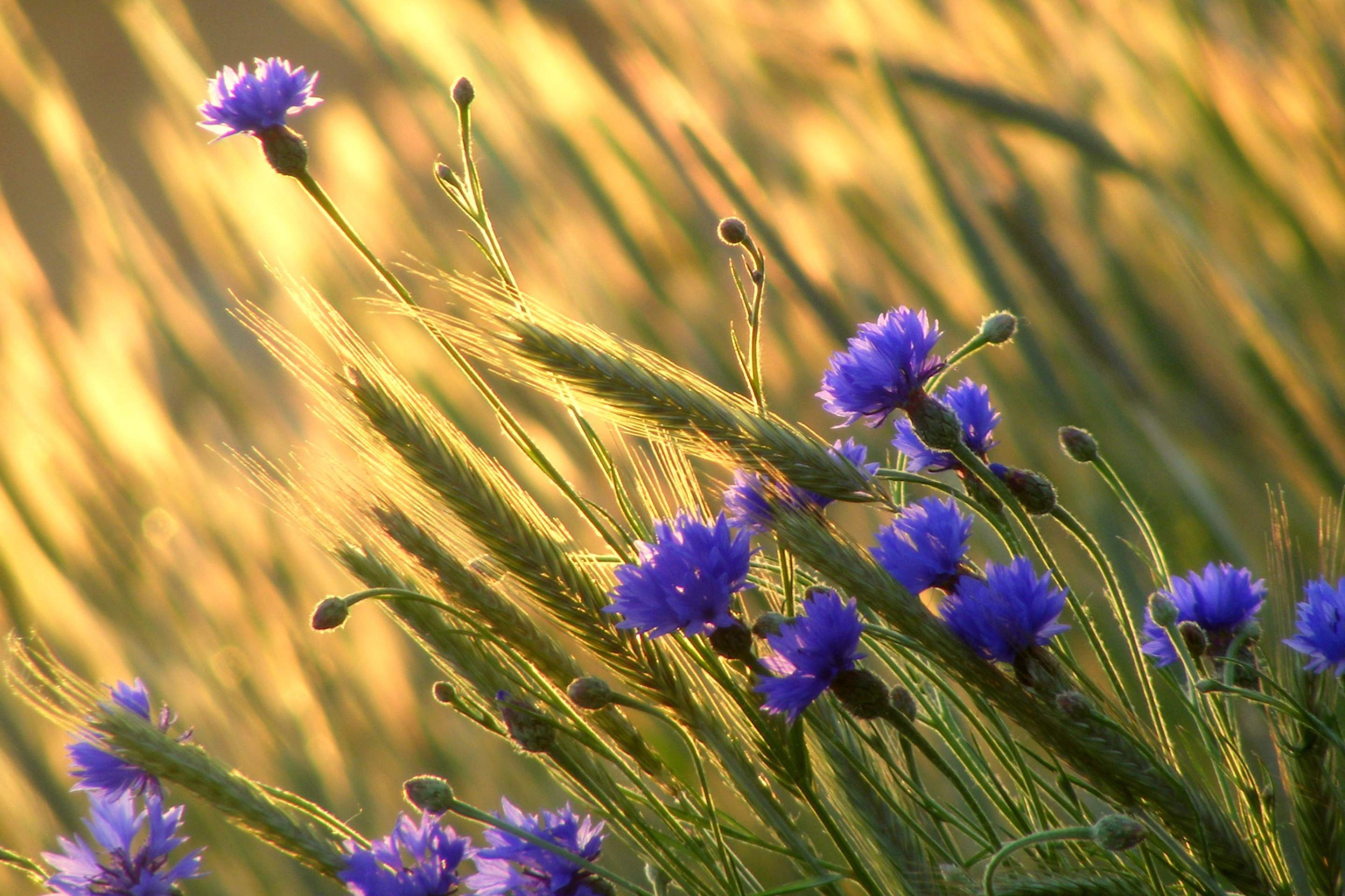 Screenshot №1 pro téma Cornflowers 2880x1920