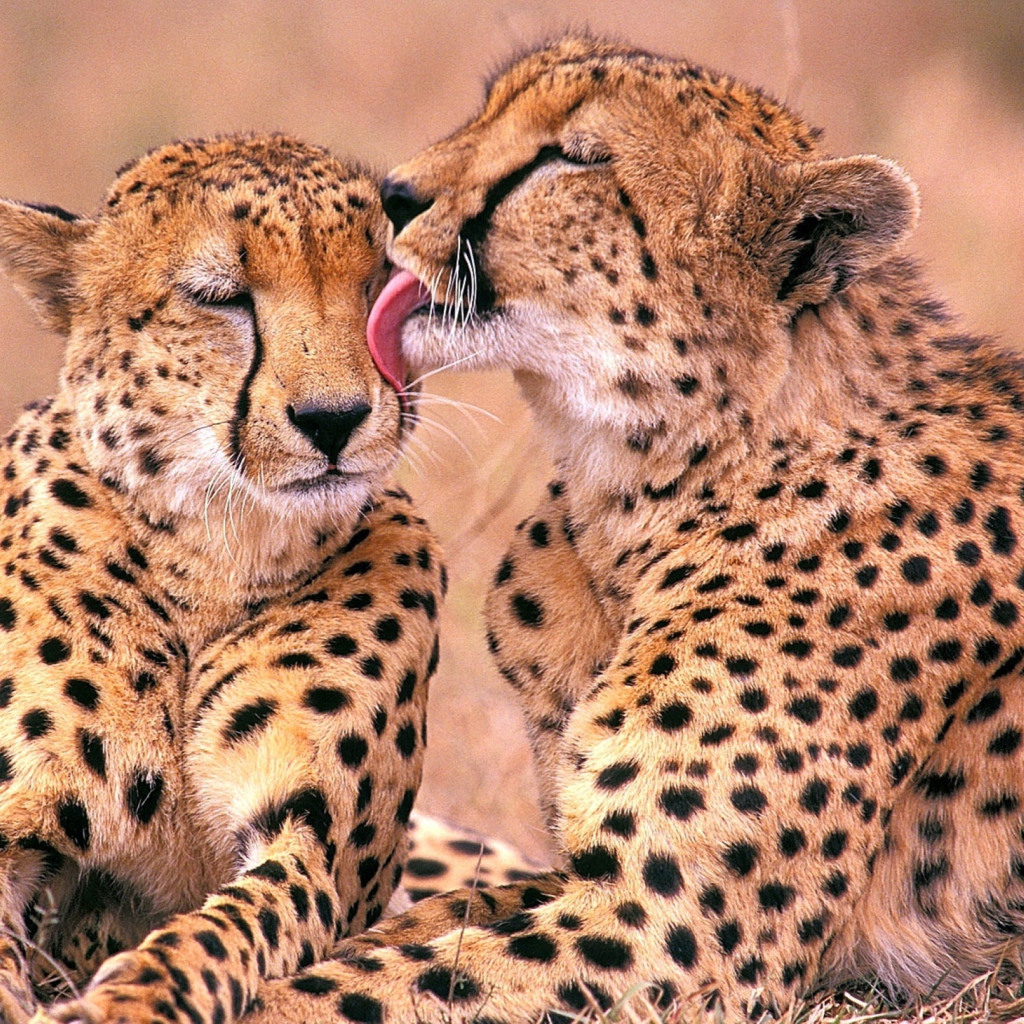 Обои South African Cheetahs 1024x1024