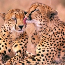 South African Cheetahs wallpaper 128x128