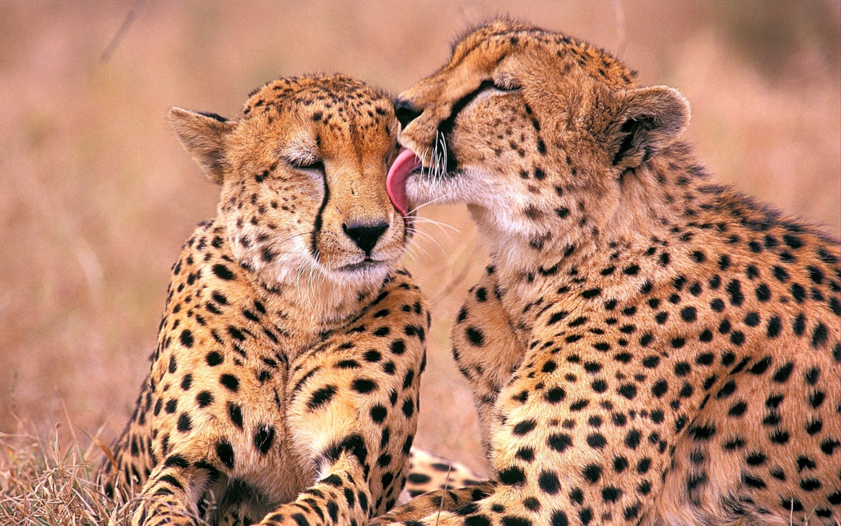 Das South African Cheetahs Wallpaper 1680x1050