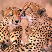 Обои South African Cheetahs 208x208