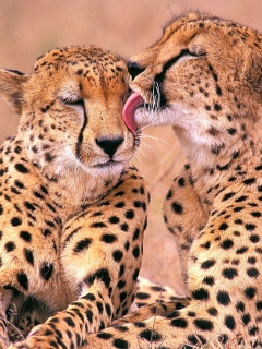 Das South African Cheetahs Wallpaper 240x320